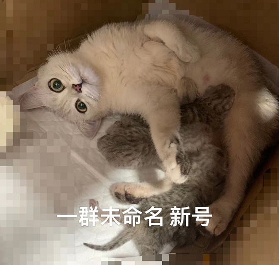 宠物猫舍的赚钱玩法（分享年赚50W的副业项目）