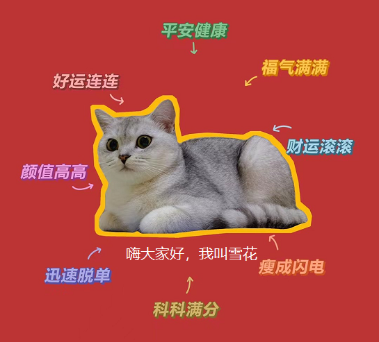 宠物猫舍的赚钱玩法（分享年赚50W的副业项目）