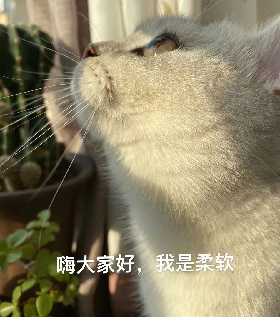 宠物猫舍的赚钱玩法（分享年赚50W的副业项目）