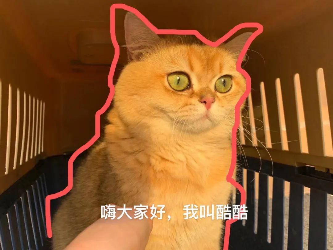宠物猫舍的赚钱玩法（分享年赚50W的副业项目）